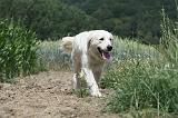 GOLDEN RETRIEVER 638